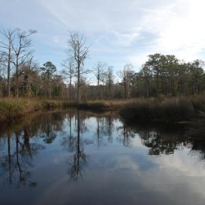 Mitchells Creek