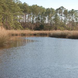 Mitchells Creek
