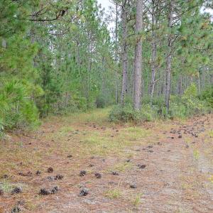 Egypt Road, Brunswick County, NC-08