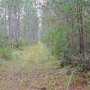 Egypt Road, Brunswick County, NC-09