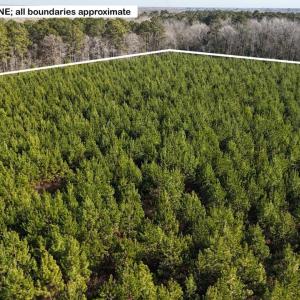 DJI_20260107122321_0576_D Large