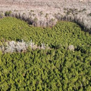 DJI_20260107140914_0643_D Large