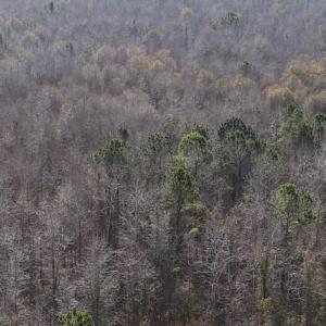 DJI_20260107123031_0606_D Large