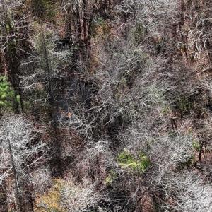 DJI_20260107123013_0604_D Large