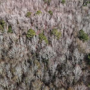 DJI_20260107122756_0600_D Large