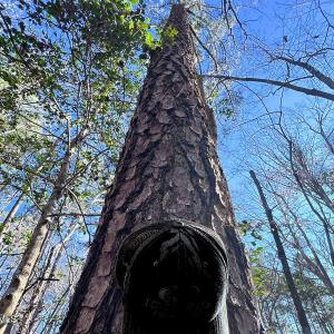 24. Ground Photo Pine Tree - MLS