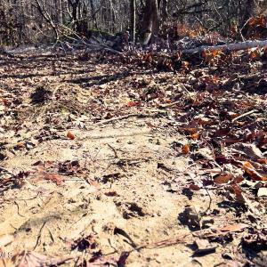 16. Ground Photo Deer Tracks