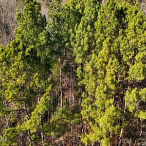 35. Drone Photo