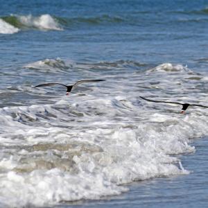 Terns on the Ocean at Sunset Beach