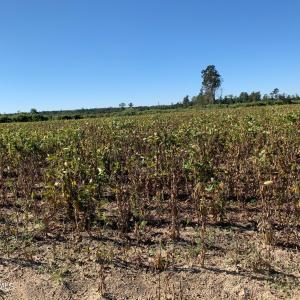 20 Acre Cutover behind Field