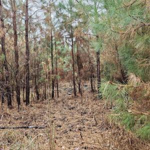 28 Acre 6