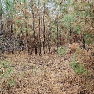 28 Acre 5