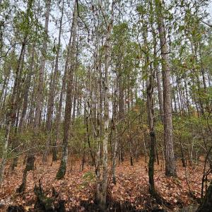 10 Acre 3