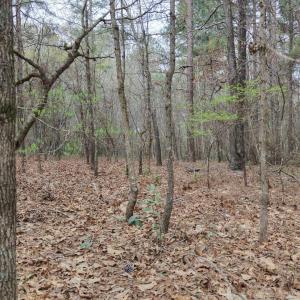 DJI_20260321213329_0101_D