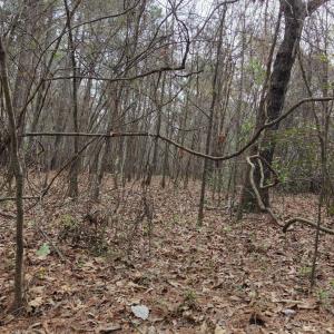 DJI_20260321214118_0120_D