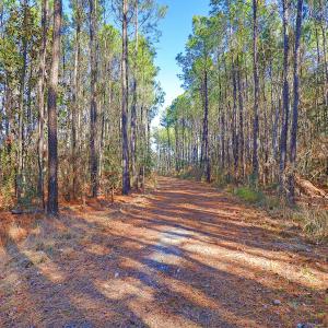 Partially Cleared Lot