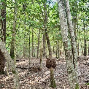 B83A694C-A932-4ADD-9BEA-8B99155A7EFB_1_2