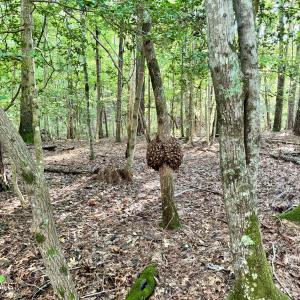 58F412EA-F49D-4AAF-BBE7-46D0ED5960C4_1_2