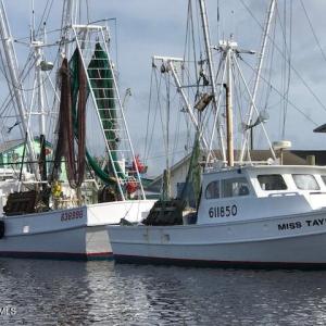 fresh seafood