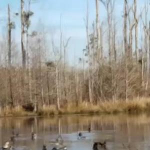 Beaver Pond