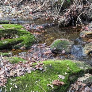 creek 1