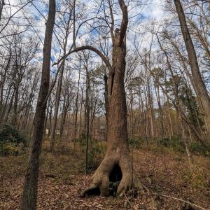 Winnie the pooh tree