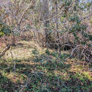 437 Colony Ln SE Leland (Lot)