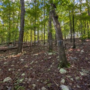 morerhead-traditional-018