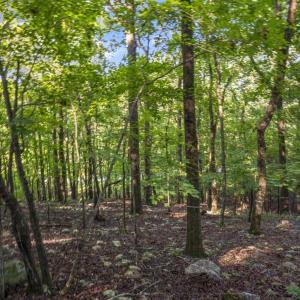 morerhead-traditional-017