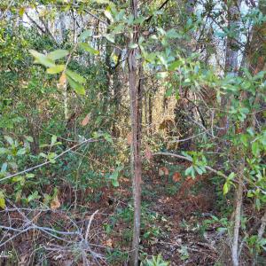 Shell Landing 3.9 Acre #2