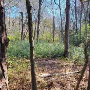 Shell Landing 3.9 Acre