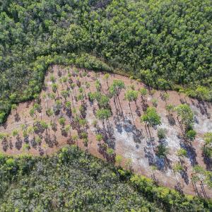 2696YellowPoplarPath - 11