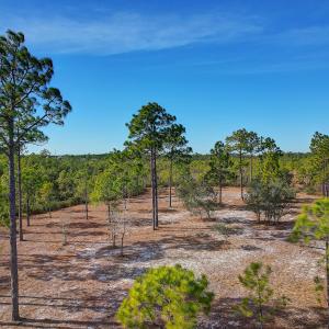 2696YellowPoplarPath - 13