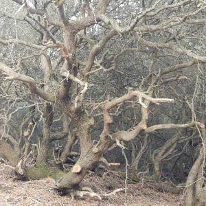 Live Oak