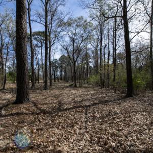 31-web-or-mls-DSC_8236