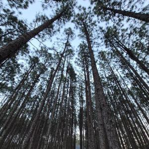 Long Needle Pines
