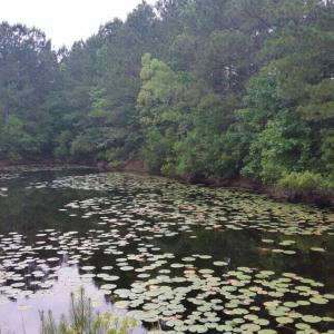 Pond View