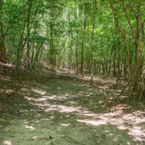 Photo #28 of Highway 42, Tarboro, NC 39.7 acres