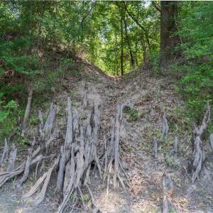 Photo #33 of Highway 42, Tarboro, NC 39.7 acres