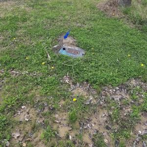 251 ALLIGATOR LOOP 8 COUNTY WATER