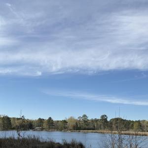 Pungo Creek