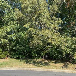 6503 Thurlow street view2