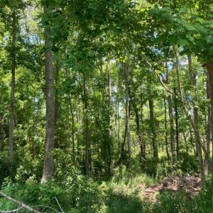 Hughesroadlotwooded2