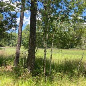 hughesroadlottreeotherview