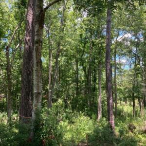 hughesroadlotwooded3