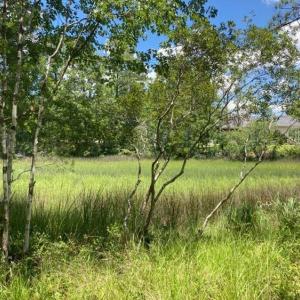 hughesroadlottreestraightview