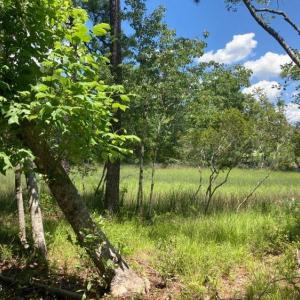 hughesroadlottreeview2