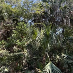 Photo #5 of 2 Gray Fox, Bald Head Island, NC 0.3 acres