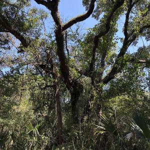Photo #8 of 2 Gray Fox, Bald Head Island, NC 0.3 acres