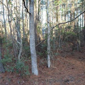 Property Corner, Path to Water